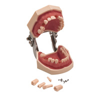 Model dentystyczny model zębów zęby gumowe Model nauczania standardowy Model dentystyczny Typodont demonstracja z wymiennym zębem 200H 6